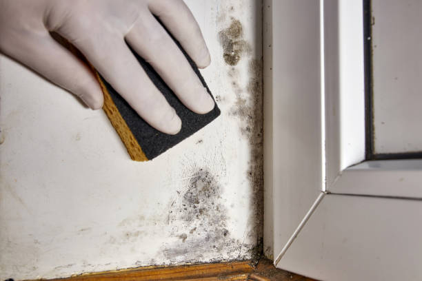 Biohazard Mold Removal in Burlington, OH